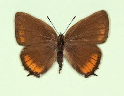 Attēlu rezultāti vaicājumam “Satyrium pruni”