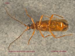 Attēlu rezultāti vaicājumam “Pyrochroidae”