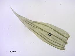 Attēlu rezultāti vaicājumam “Brachythecium salebrosum sporophyte”