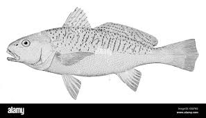 Image result for Micropogonias undulatus