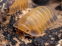 Attēlu rezultāti vaicājumam “Armadillidium pulchellum”