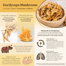 Attēlu rezultāti vaicājumam “Cordyceps”