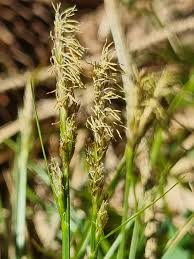 Attēlu rezultāti vaicājumam “Carex pilulifera”