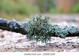 Attēlu rezultāti vaicājumam “Pseudevernia furfuracea”