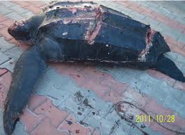 Image result for Dermochelys coriacea