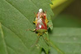 Attēlu rezultāti vaicājumam “Elasmostethus interstinctus nymph”