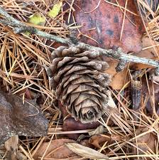 Attēlu rezultāti vaicājumam “Larix decidua var. polonica”