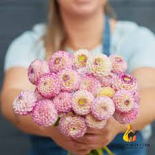 Image result for Dahlia x pinnata `Pompon Lilliput`