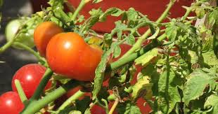 Attēlu rezultāti vaicājumam “Lycopersicon esculentum leaf”