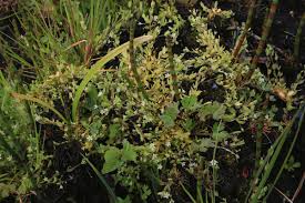 Attēlu rezultāti vaicājumam “Stellaria uliginosa”