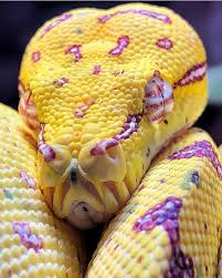 Attēlu rezultāti vaicājumam “Serpentes”