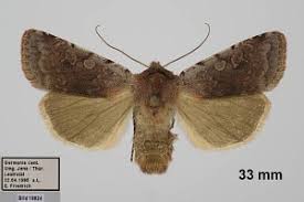 Attēlu rezultāti vaicājumam “Cerastis rubricosa”