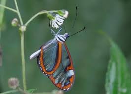 Attēlu rezultāti vaicājumam “Depressaria olerella imago”