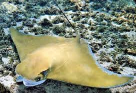 Image result for Rhinoptera brasiliensis