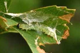 Attēlu rezultāti vaicājumam “Diurnea lipsiella male”