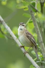 Attēlu rezultāti vaicājumam “Acrocephalus schoenobaenus adult”