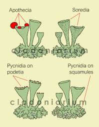 Attēlu rezultāti vaicājumam “Cladonia”