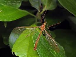 Attēlu rezultāti vaicājumam “Cribraria ferruginea macro”