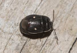 Attēlu rezultāti vaicājumam “Adomerus biguttatus”