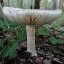 Attēlu rezultāti vaicājumam “Amanita strobiliformis”