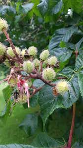 Attēlu rezultāti vaicājumam “Aesculus x hybrida fruit”