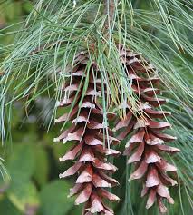 Attēlu rezultāti vaicājumam “Pinus strobus fruit”