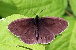 Attēlu rezultāti vaicājumam “Aphantopus hyperantus”