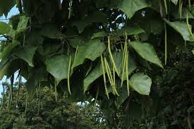 Attēlu rezultāti vaicājumam “Catalpa ovata fruit”