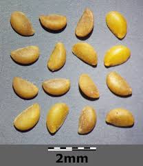 Attēlu rezultāti vaicājumam “Linum catharticum fruit”