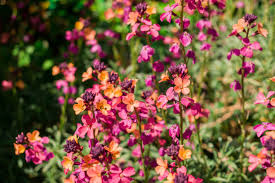 Image result for Cheiranthus cheiri