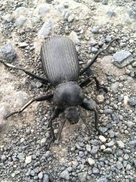 Attēlu rezultāti vaicājumam “Isomira murina”