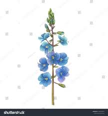 Attēlu rezultāti vaicājumam “Veronica chamaedrys flower”