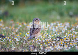 Attēlu rezultāti vaicājumam “Jynx torquilla adult”