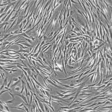 Attēlu rezultāti vaicājumam “Bryum funkii cells”