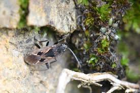 Image result for Rhyparochromus