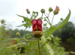 Attēlu rezultāti vaicājumam “Scrophularia umbrosa flower”