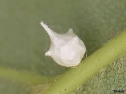 Attēlu rezultāti vaicājumam “Paidiscura pallens”