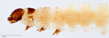 Attēlu rezultāti vaicājumam “Proutia betulina larva”