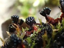 Attēlu rezultāti vaicājumam “Metatrichia vesparia”