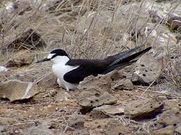 Image result for Onychoprion fuscatus