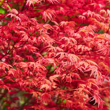 /MANKAI RED ZÖNE에 대한 이미지 검색결과