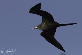 Image result for Fregata aquila