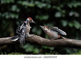 Attēlu rezultāti vaicājumam “Dendrocopos major juvenile”