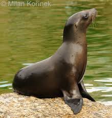 Image result for Zalophus californianus