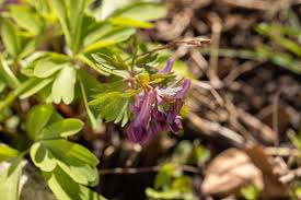 Attēlu rezultāti vaicājumam “Corydalis solida leaf”