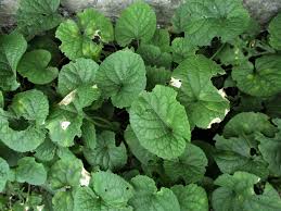 Attēlu rezultāti vaicājumam “Viola odorata leaf”