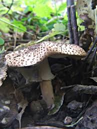 Attēlu rezultāti vaicājumam “Lepiota aspera”