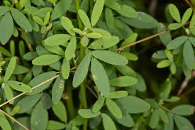 Attēlu rezultāti vaicājumam “Melilotus officinalis leaf”