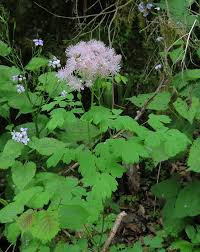 Attēlu rezultāti vaicājumam “Thalictrum aquilegifolium bud”