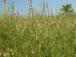 Attēlu rezultāti vaicājumam “Onobrychis arenaria leaf”